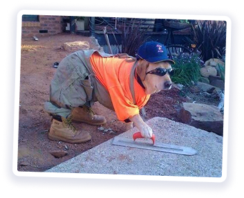 Labrador working in a costruction site